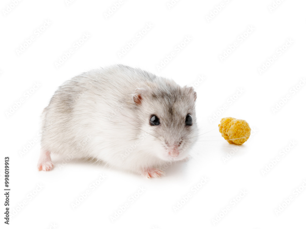 A small, fluffy gray and white hamster exploring its surroundings against a plain background A small, fluffy gray and white hamster exploring its surroundings against a plain background
