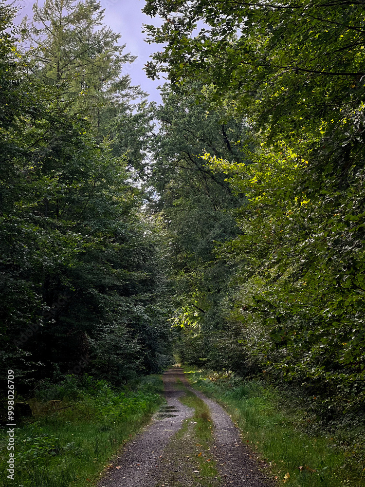 Fototapeta premium Nature background with green forest trees and a path 