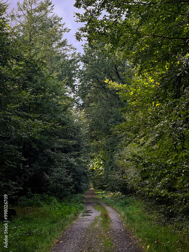 Nature background with green forest trees and a path 