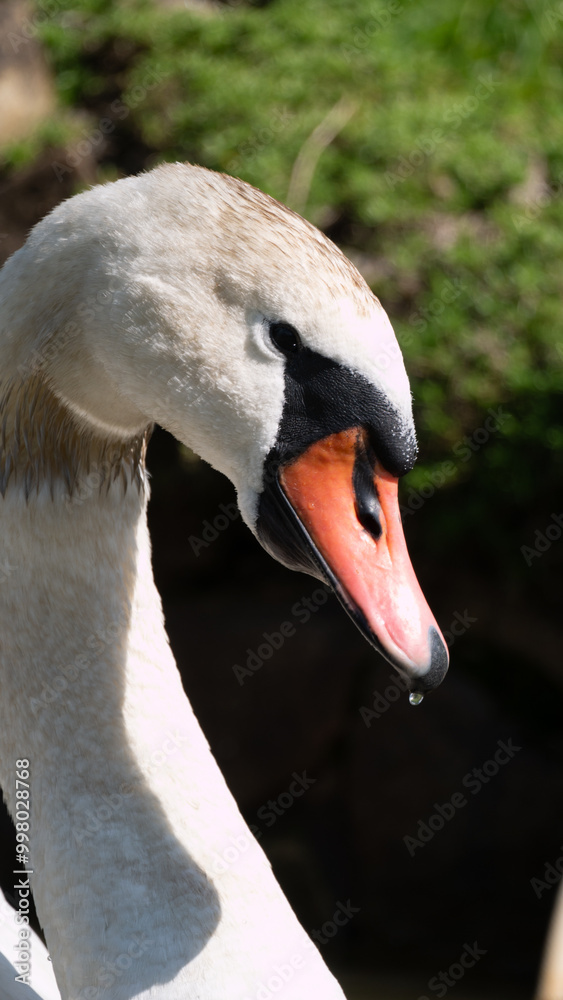 Obraz premium close up of a mute swan