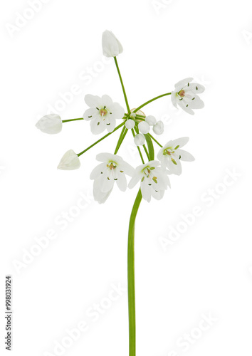 White garlic plant isolated on white background, Allium neapolitanum photo