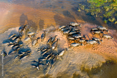 The buffaloes is going home and across the river photo