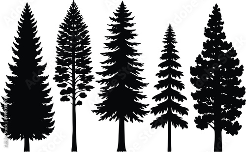 Silhouettes of different kind of redwood trees stock illustration.