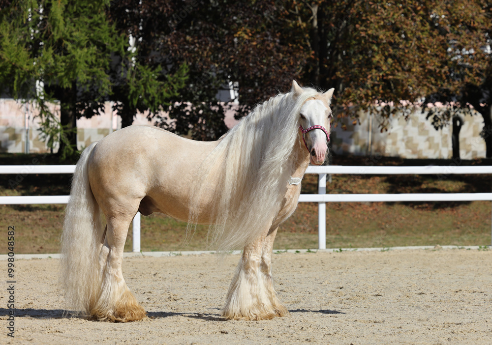 Young beautiful Gypsy Vanner Horse walks in autumn stud farm
