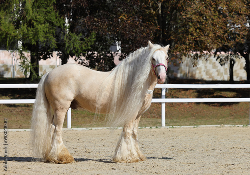 Obraz na płótnie Young beautiful Gypsy Vanner Horse walks in autumn stud farm w salonie
