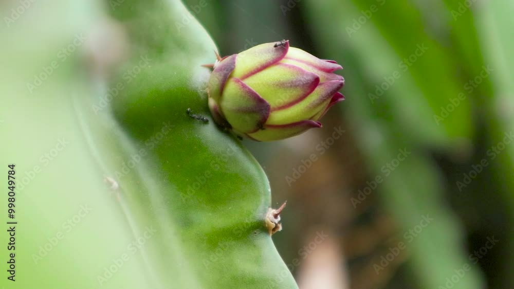 young dragon fruit on the dragon fruit tree young dragon fruit on the dragon fruit tree