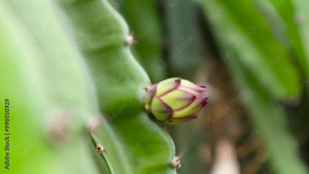 young dragon fruit on the dragon fruit tree young dragon fruit on the dragon fruit tree