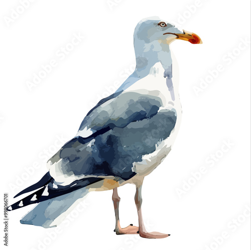 Watercolor of Seagull, isolated on a white background, and Seagull vector