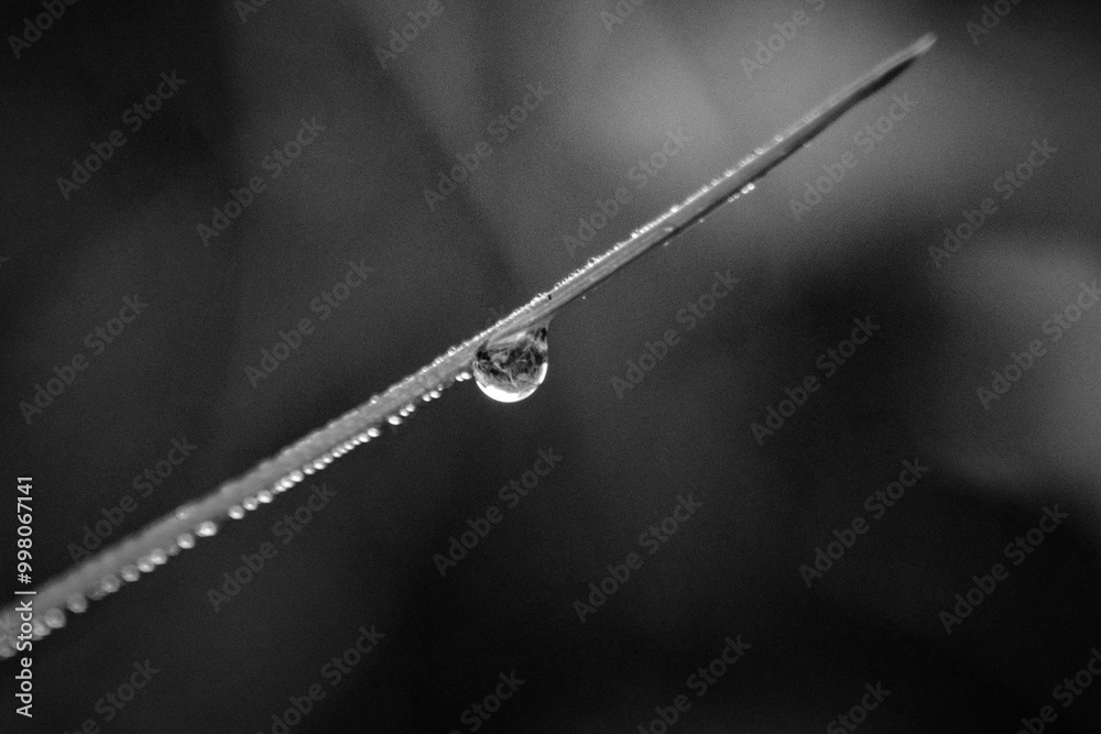 raindrop on a blade of grass raindrop on a blade of grass