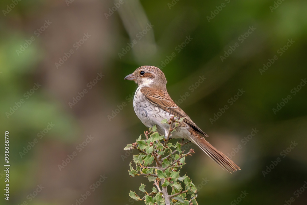 Red - Backed Shrike perched on a bush Red - Backed Shrike perched on a bush