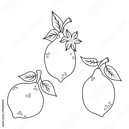 Lemon and lime collection. Seasonal tropical citrus fruit with flower and leaves. Isolated outline drawing, coloring book. Vector illustration
