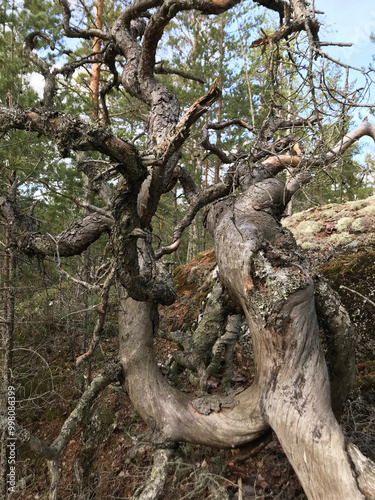 old tree in the forest