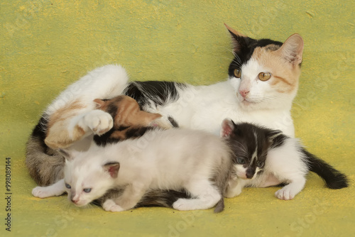 A mother cat is nursing her kittens. This mammal, which is often used as a pet, has the scientific name Felis catus.