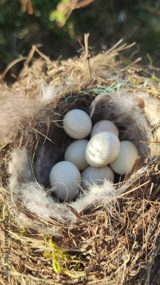 nest with eggs. Bird nest with eggs on a tree branch in the wild. The nest of a blackbird with eggs curled up in the thickets of trees.