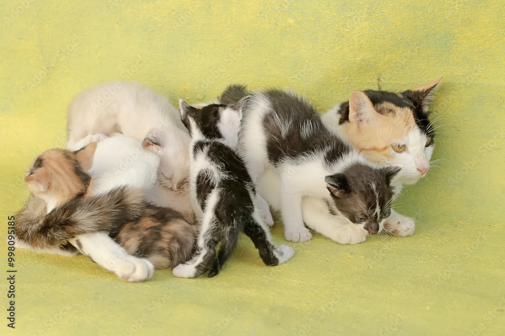 A mother cat is nursing her kittens. This mammal, which is often used as a pet, has the scientific name Felis catus. A mother cat is nursing her kittens. This mammal, which is often used as a pet, has the scientific name Felis catus.