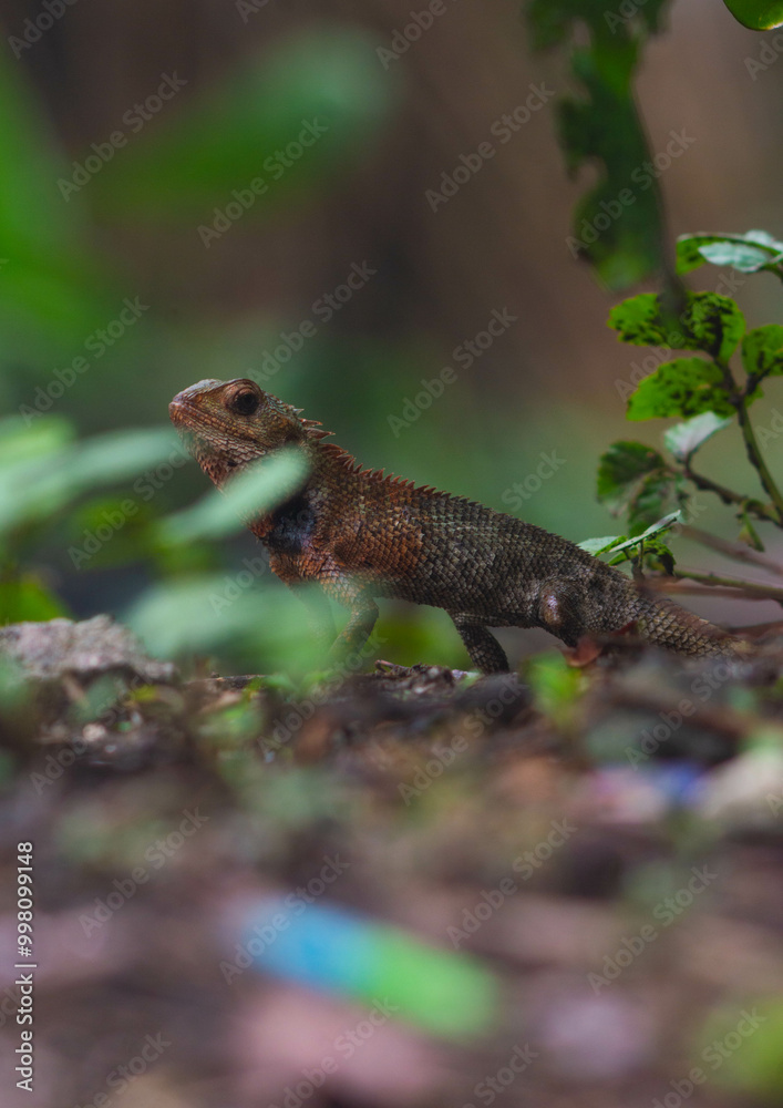 chameleons or wild calotes. Invasive animals that live and thrive in Indonesia. chameleons or wild calotes. Invasive animals that live and thrive in Indonesia.