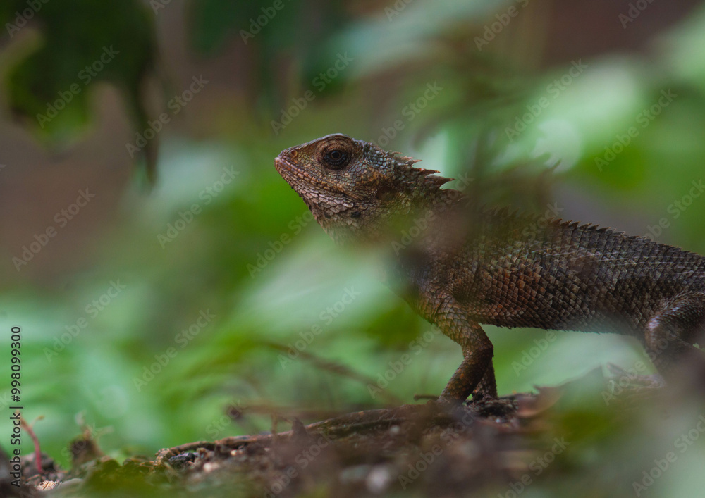 chameleons or wild calotes. Invasive animals that live and thrive in Indonesia. chameleons or wild calotes. Invasive animals that live and thrive in Indonesia.