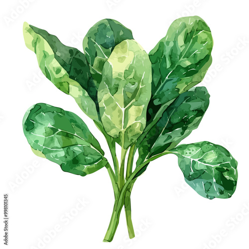 Watercolor drawing of spinach, isolated on a white background, and spinach vector