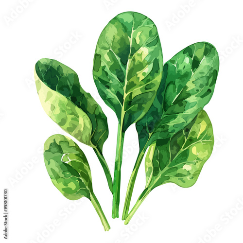 Watercolor painting of spinach, isolated on a white background, and spinach vector