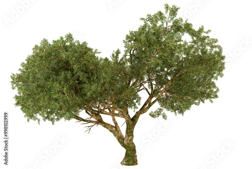 Isolated Olive Tree with Green Leaves and White Trunk on Black Background