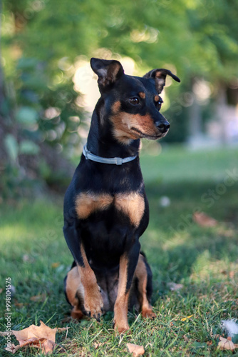 Miniature pinscher sitting attentively in a park, with a woman showing affection by creating a heart shape with her hands, vertical image