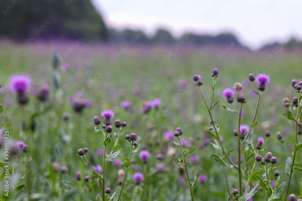 Obraz premium purple thistle meadow field
