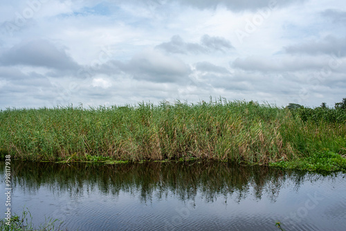 Wetland plants