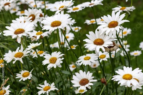  white daisies in the grass with green leaves