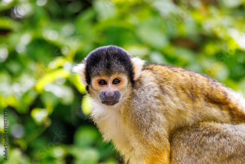 Closeup of a black capped squirrel monkey, Saimiri boliviensis. A New World monkey native to the upper Amazon basin in Bolivia, western Brazil and eastern Peru. photo