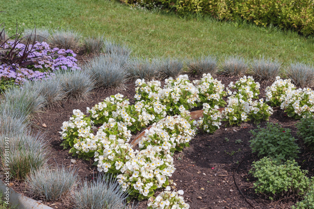 Obraz premium colorful flowers arranged in a circle in the garden