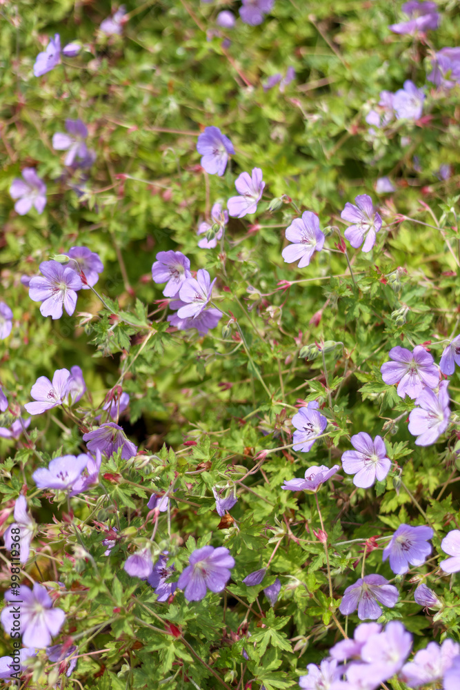 
close up of small purple flowers in garden with small green leaves