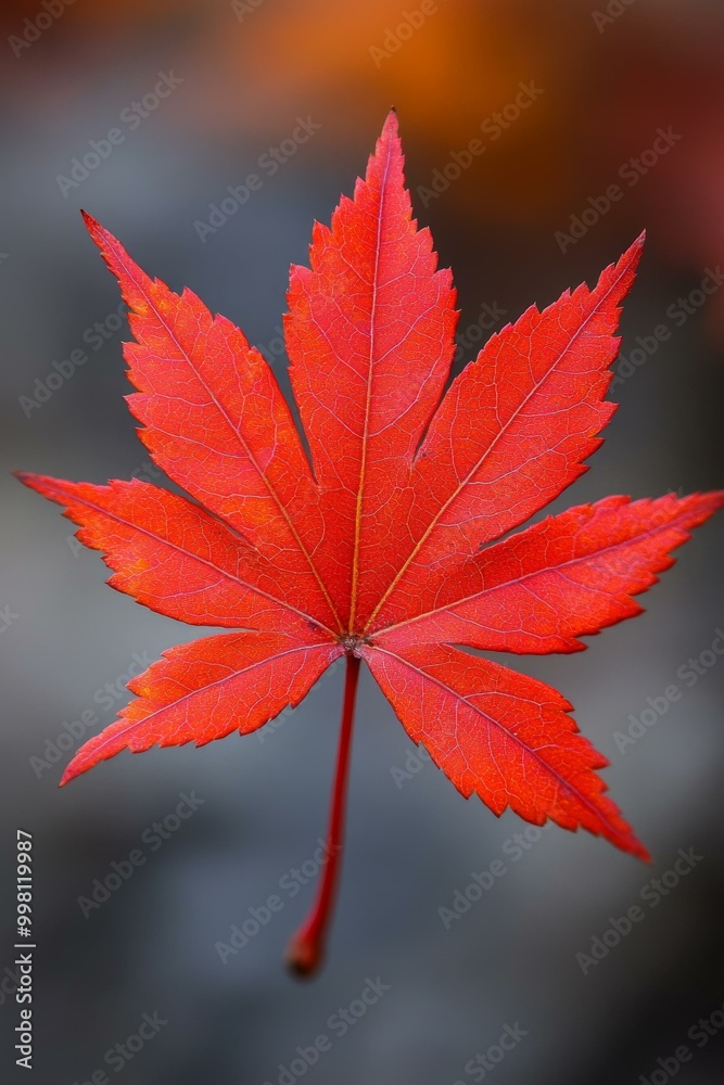 Vibrant red maple leaf isolated against a blurred natural background, showcasing autumn colors and intricate leaf texture. Vibrant red maple leaf isolated against a blurred natural background, showcasing autumn colors and intricate leaf texture.