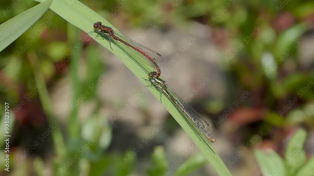 Large Red Damselfly mating on Yellow Flag Iris Large Red Damselfly mating on Yellow Flag Iris