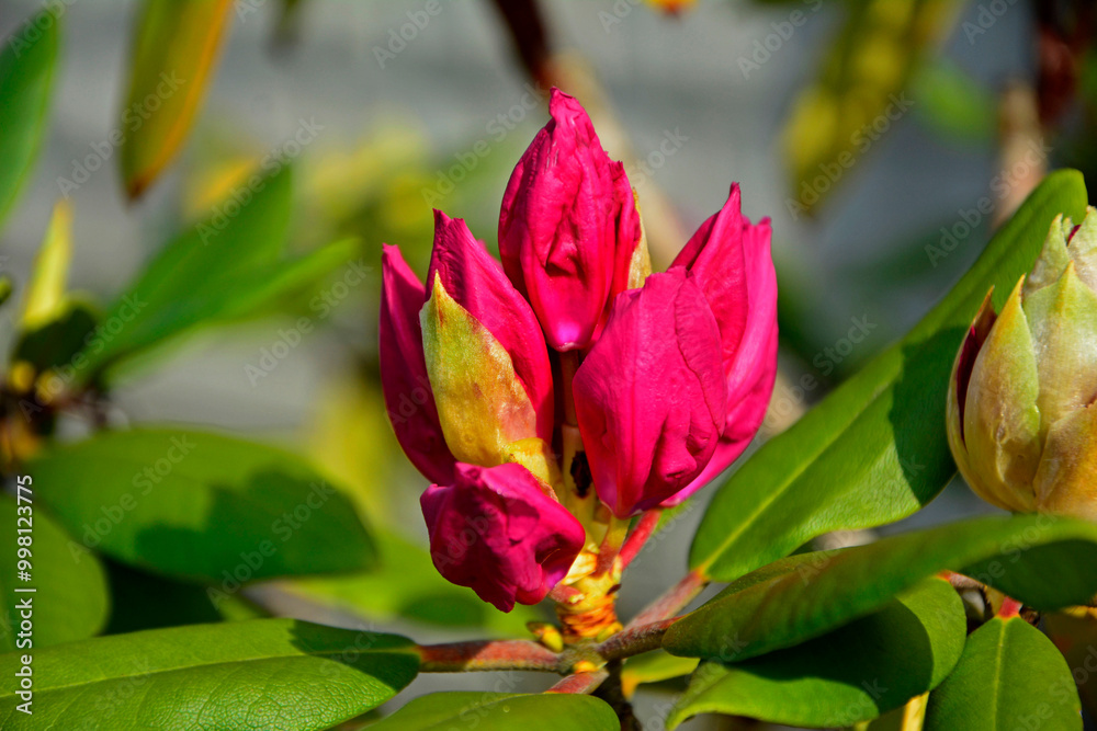 pąki kwiatowe różanecznika, czerwone pąki kwiatowe rododendrona, Rhododendron, red flower buds of rhododendrons, Close-up on the petals of a red rhododendron flower, Red rhododendron buds
