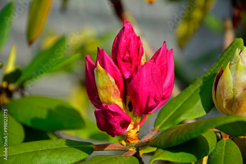 Obraz na płótnie pąki kwiatowe różanecznika, czerwone pąki kwiatowe rododendrona, Rhododendron, red flower buds of rhododendrons, Close-up on the petals of a red rhododendron flower, Red rhododendron buds
w salonie