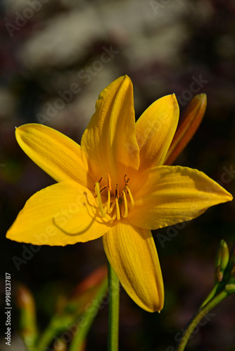 Obraz na płótnie żółty liliowiec (Hemerocallis Dumortieri), majowy liliowiec, daylily, day lily, ditch-lily w salonie