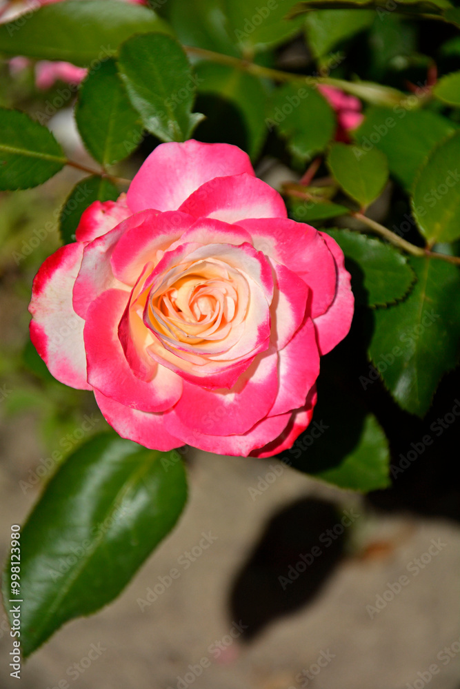 biało-różowa róża w ogrodzie, pink rose in the garden, róża rabatowa odmiana