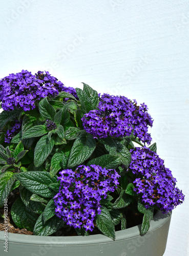 Obraz na płótnie fioletowy heliotrop peruwiański, Heliotropium arborescens, garden heliotrope flower, w salonie