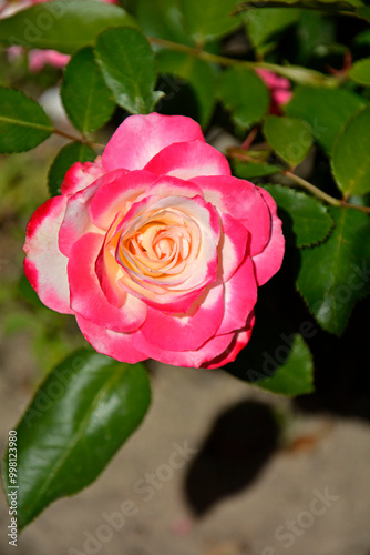 Obraz na płótnie biało-różowa róża w ogrodzie, pink rose in the garden, róża rabatowa odmiana