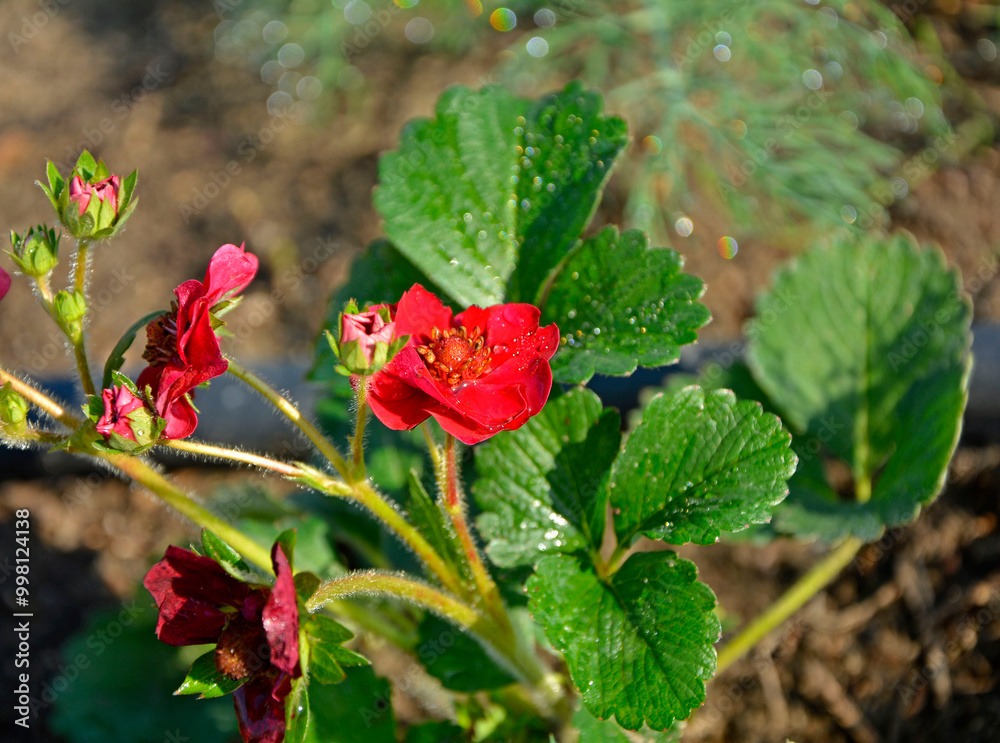 truskawka z czerwonymi kwiatami, truskawka ozodbna, truskawka Summer breeze, Fragaria × ananassa, strawberry with red flowers, ornamental strawberry, Summer breeze strawberry, Fragaria × ananassa,