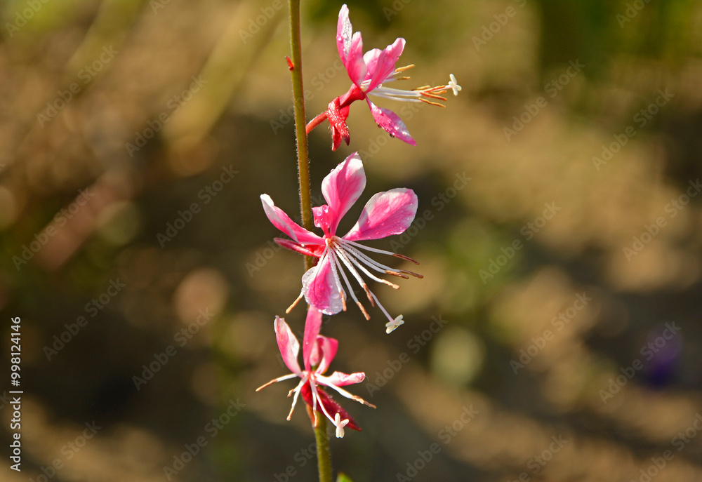 Gaura Lindheimera - Gaura lindheimeri, kwitnąca gaura, gaura w słońcu, gaura flower in the sun, rózowo-biała gaura odmiany