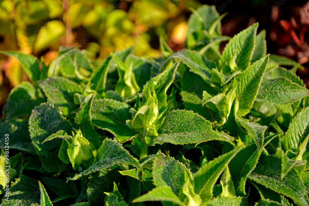 młode liście pysznogłówki, Monarda, young leaves of Monarda