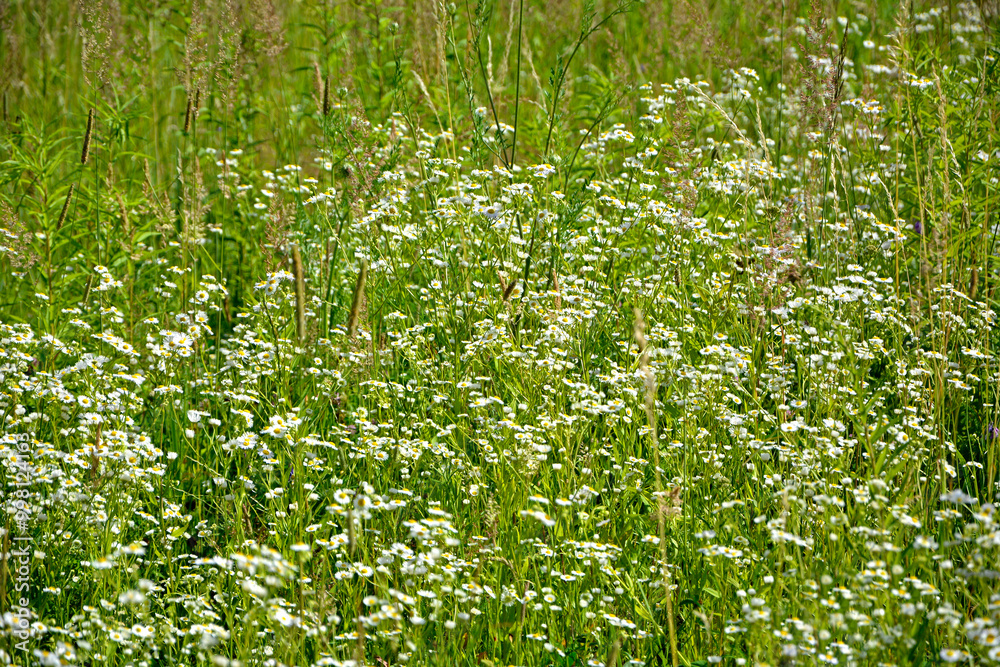 łąka kwietna z białymi kwiatami, dzika łaka kwiatowa, flower meadow, Przymiotno białe, zimotrwał zwyczajny (Erigeron annuus), annual fleabane, daisy fleabane, eastern daisy fleabane