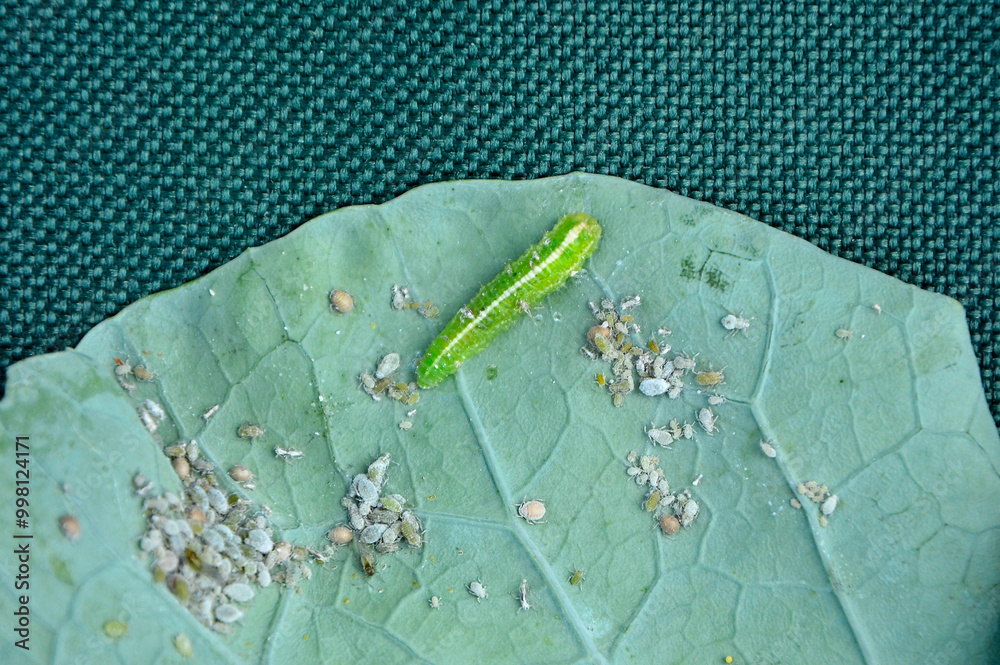 larwa bzyga na liściu, larwa bzyga zjadajaca mszyce, Bzygowate, Syrphidae, Hoverflies, hoverfly larvae, larva of hoverflies that hunt aphids, colony of aphids on a plant and their natural enemy