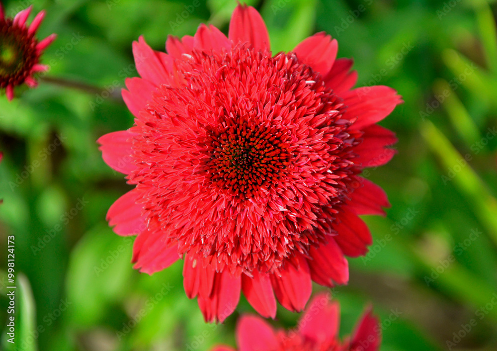 czerowny, pełny kwiat jeżówki purpurowej, Echinacea purpurea, red flower of purple coneflower, Echinacea purpurea variety, double flowered Coneflower Echinacea czerowny, pełny kwiat jeżówki purpurowej, Echinacea purpurea, red flower of purple coneflower, Echinacea purpurea variety, double flowered Coneflower Echinacea