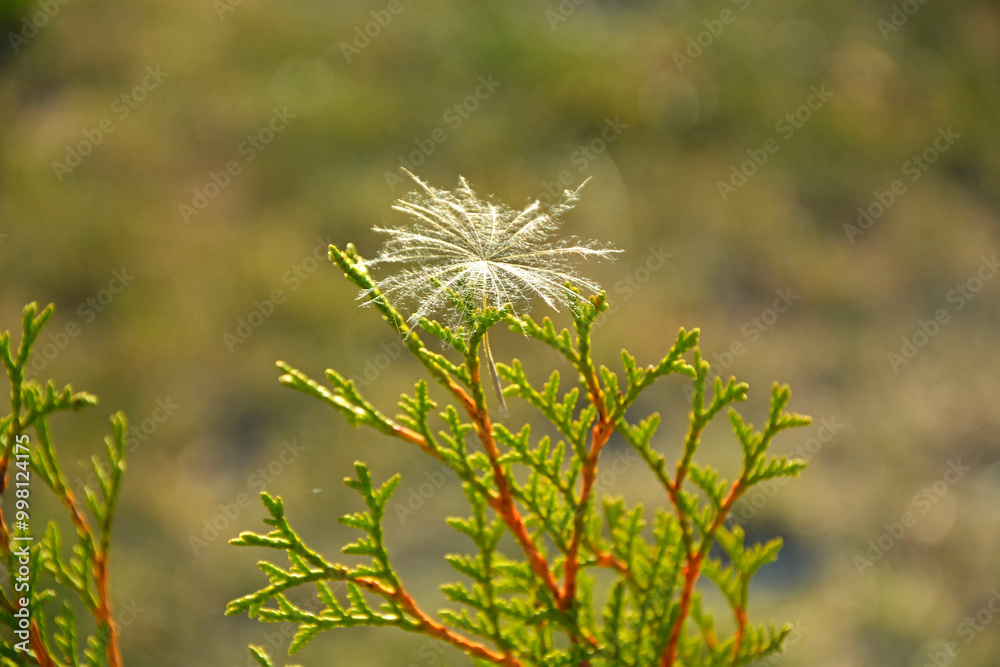 nasiono dmuchawca zaczepione na gałzce tui, pierzaste nasiono dmuchawca na galęzi drzewa iglstego, dandelion seeds hooked on a thuja twig, feathery dandelion seeds on a conifer branch, puszyte nasiona