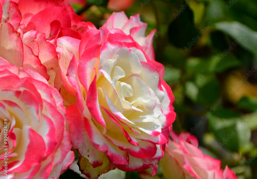 biało-różowa róża w ogrodzie, pink rose in the garden, róża rabatowa odmiana