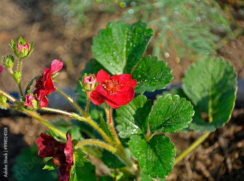 truskawka z czerwonymi kwiatami, truskawka ozodbna, truskawka Summer breeze, Fragaria × ananassa, 