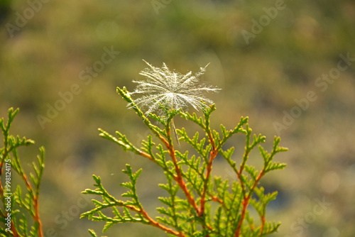 Obraz na płótnie nasiono dmuchawca zaczepione na gałzce tui, pierzaste nasiono dmuchawca na galęzi drzewa iglstego, dandelion seeds hooked on a thuja twig, feathery dandelion seeds on a conifer branch, puszyte nasiona w salonie