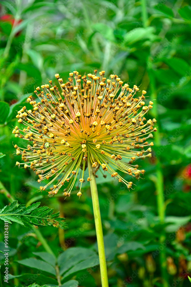 suchy kwiatostan czosnku ozdobnego, dry inflorescence of ornamental garlic, ripe garlic, allium, allium seed head, seedhread of allium, dried allium flowers with their seed heads, główka nasienna
